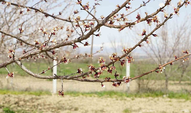 Malatya&#039;da Zirai Don Kayısı Bahçelerinde Büyük Hasara Neden Oldu