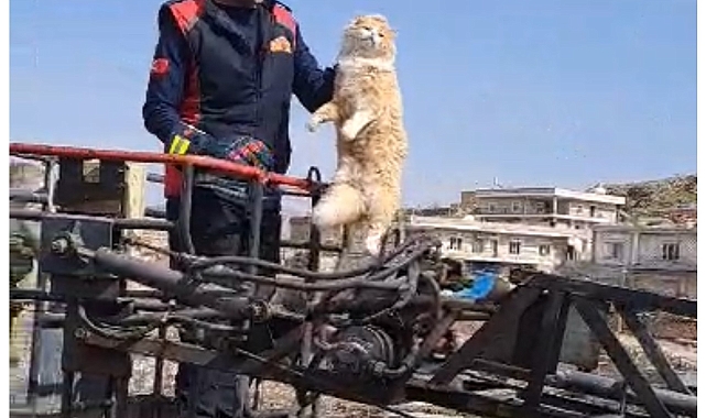 Mardin&#039;de Elektrik Direğine Tırmanan Kedi İtfaiye Ekiplerince Kurtarıldı