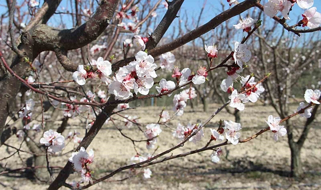 Mersin Mut&#039;ta Kayısı Bahçeleri Beyaza Büründü: Erken Çiçeklenme Üreticileri Umutlandırdı