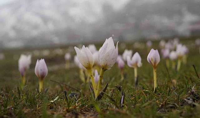 Muş Ovası&#039;nda Kardelen Şöleni: Baharın Müjdecisi Çiçekler Açtı