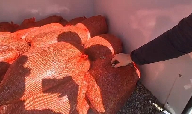 Samsun&#039;da Kaçak Midye Operasyonu: 1 Ton 180 Kilo Midye Denize İade Edildi