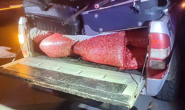 Samsun&#039;da Kaçak Midye Operasyonu: 600 Kilo Midye Ele Geçirildi