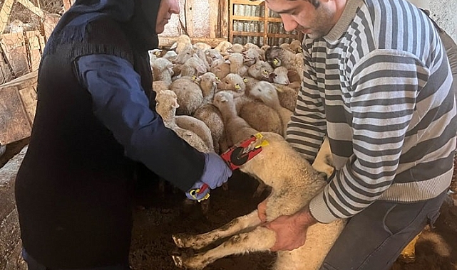 Sandıklı&#039;da Küçükbaş Hayvanlara Aşı Seferberliği Başladı