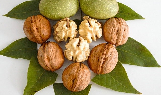 Sapanca Cevizi&#039;ne Coğrafi İşaret Tescili: SUBÜ&#039;nün Islah Çalışmaları Meyvesini Verdi