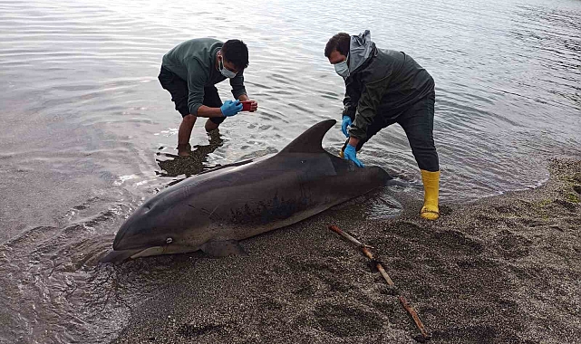 Sinop&#039;ta Sahilde Ölü Yunus Bulundu: Ölüm Nedeni Araştırılıyor