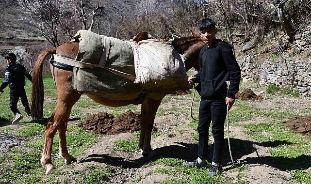 Şırnak&#039;ta Ata Geleneği: Traktörün Giremediği Tarlalara At Sırtında Gübre Taşınıyor