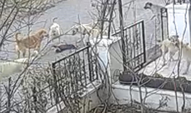 Sokak köpekleri kediyi telef etti, o anlar kameralara yansıdı