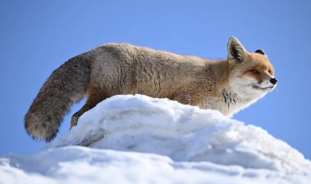 Tunceli&#039;de Doğal Yaşamın Güzelliği: Yol Kenarındaki Tilki Ailesi Fotoğrafçıların Gözdesi Oldu