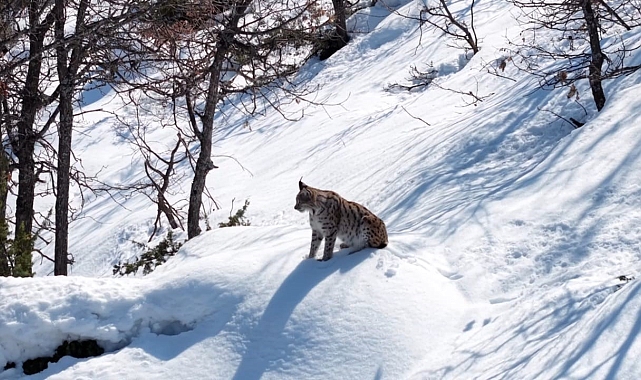 Tunceli&#039;de Nesli Tehlike Altındaki Vaşak Drone ile Görüntülendi