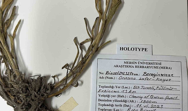 Tunceli&#039;de Yeni Bir Bitki Türü Keşfedildi: &quot;Onosma zaferkayae&quot;