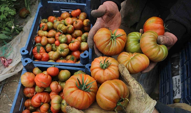 Turfanda hasat edilen domates serada 28 TL&#039;den alıcı buluyor