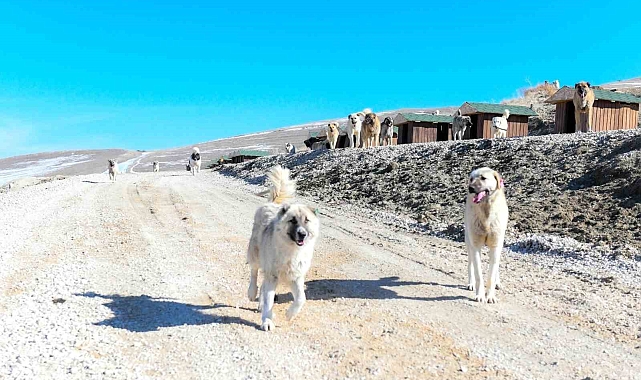 Van Valisi Balcı&#039;dan Sahipsiz Hayvanlar İçin Türkiye&#039;nin En Kapsamlı Doğal Yaşam Alanına Ziyaret