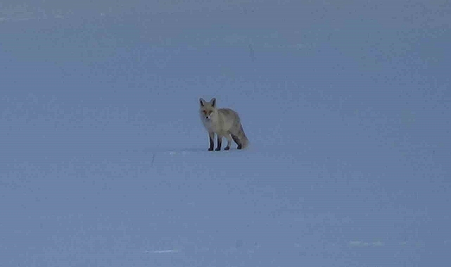 Van&#039;da Aç Kalan Tilkiler Yerleşim Yerlerine İndi