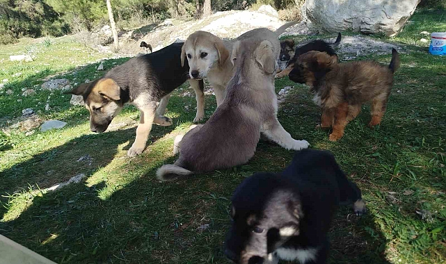 Yavru Köpekler Ölüme Terk Edildi: Belediye Sahip Çıkmadı