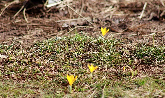 Yozgat&#039;ta Bahar Coşkusu: Çiğdemler Açtı, Aileler Doğaya Akın Etti