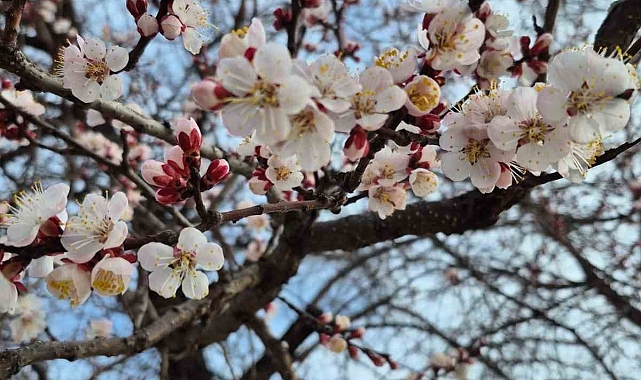 Yozgat'ta Yalancı Bahar Alarmı: Ağaçlar Erken Çiçek Açtı, Üreticiler Endişeli