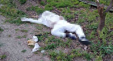 Adana'da Arı Alerjisi Olan Arıcı, Koruma Kıyafetine Rağmen Hayatını Kaybetti
