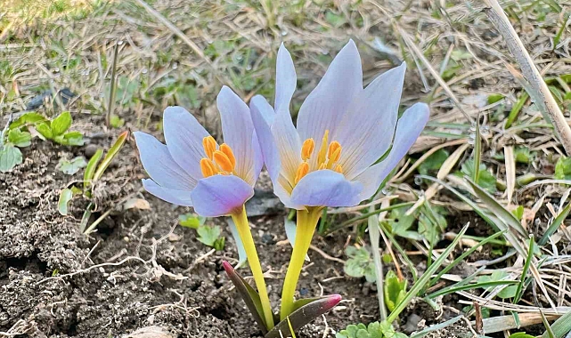 Ağrı&#039;da Bahar Müjdesi: Karlar Eridi, Çiçekler Açtı