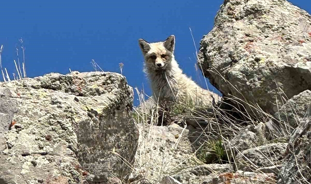 Ağrı&#039;nın Sarp Kayalıklarında Objektife Yansıyan Gizemli Misafir: Tilki