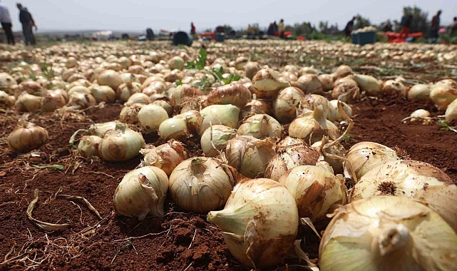 Amik Ovası&#039;nda Yılın İlk Soğan Hasadı Başladı