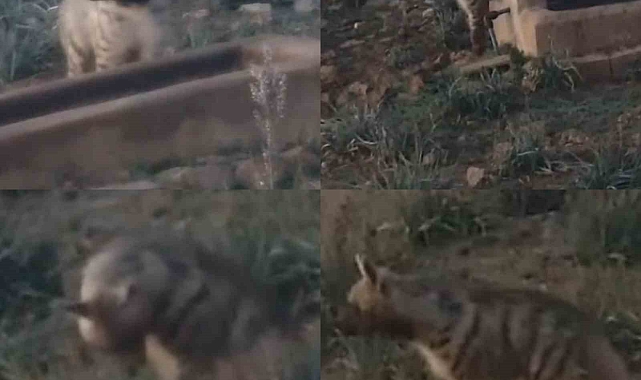 Anadolu&#039;nun Gizemli Bekçisi Çizgili Sırtlan, Hatay-Adana Arasında Görüntülendi