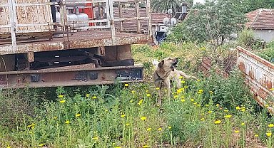 Antalya Polisi İhmal Edilen Köpeğe Sahip Çıktı