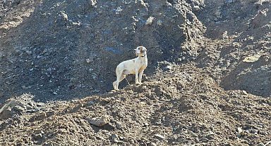 Arhavi'de Uçurumda Mahsur Kalan Görme Engelli Köpek Kurtarıldı