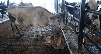 Aydın Hayvan Pazarı Şap Hastalığı Nedeniyle Geçici Olarak Kapatıldı