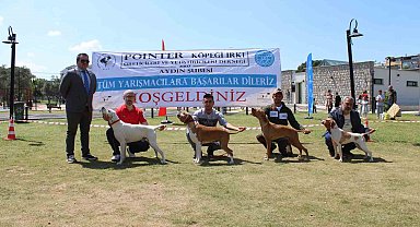 Aydın'da Köpek Güzellik Yarışması Renkli Görüntülere Sahne Oldu
