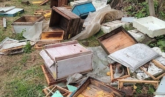 Ayılar arıcılara zor günler yaşatıyor