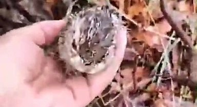 Batman'da Duyarlı Çoban, Yağmur Altındaki Yavru Tavşanlara Sahip Çıktı