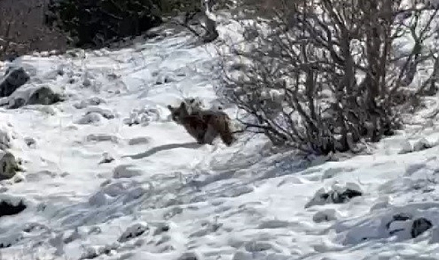 Bayburt Üzengili Yaylası Ayıların İstilasına Uğradı