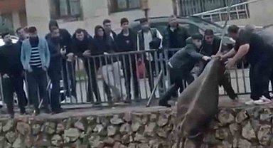 Baykan'da Taşan Derede Mahsur Kalan İnek Saatler Sonra Kurtarıldı