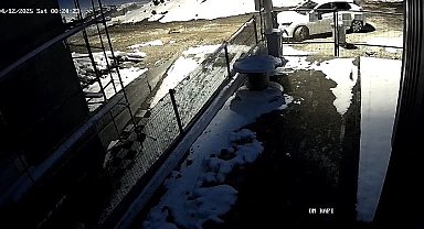 Bolu Şehir Merkezinde Aç Tilki Paniği