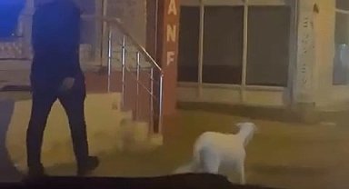 Bursa'da İlginç Görüntü: Vatandaş Eğittiği Kuzuyu Sokakta Gezdirdi
