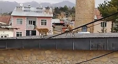 Çemişgezek'in Çatı Sakinleri: Dağ Keçileri Cami ve Evlerin Üzerinde Görüntülendi
