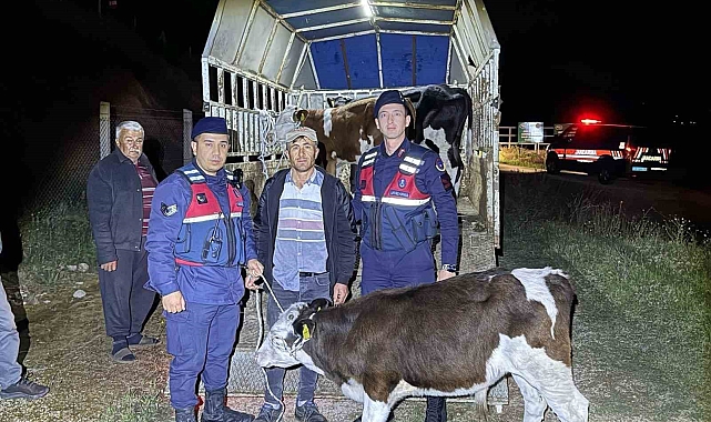 Çine&#039;de Kaybolan Büyükbaş Hayvanlar Jandarma Sayesinde Sahibine Kavuştu