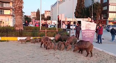 EKODOSD'dan Kuşadası'nda Yaban Domuzu Uyarısı: "Beslemeyin, İyilik Yerine Kötülük Yapıyorsunuz"