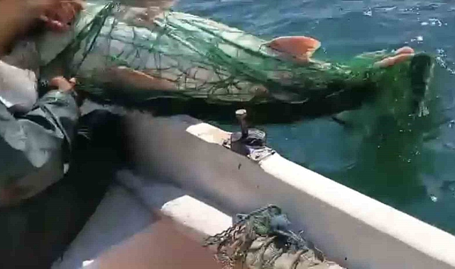 Elazığ&#039;da Keban Baraj Gölü&#039;nde Dev Turna Balığı Yakalandı