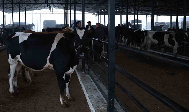 Emekli Cenneti Aydın&#039;da Köylerde &#039;Sağlıklı Yaşam&#039; Trendi: Aileler Yeniden İnek Ediniyor