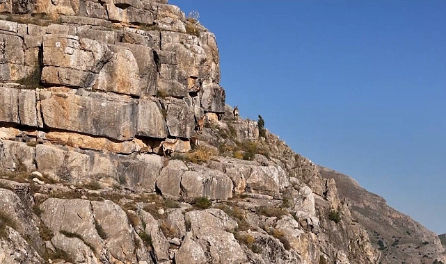 Erzincan Kanyonlarında Yaban Keçisi Büyüsü: Kayalıklarla Bütünleşen Nadir Görüntüler