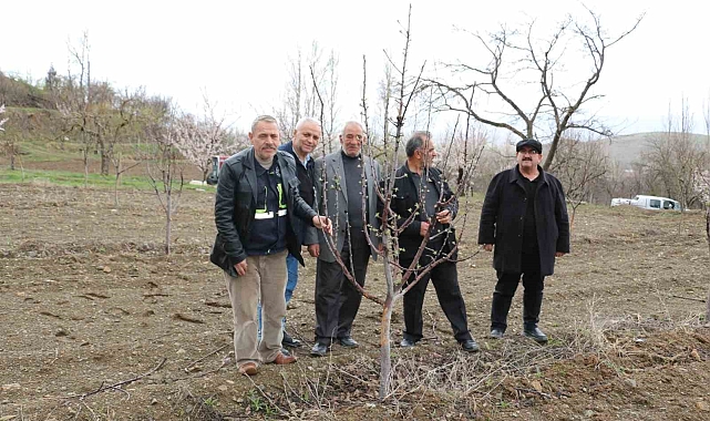 Erzincan&#039;da Kar Vurdu: Aç Kalan Tavşanlar Elma Bahçesine Dadandı
