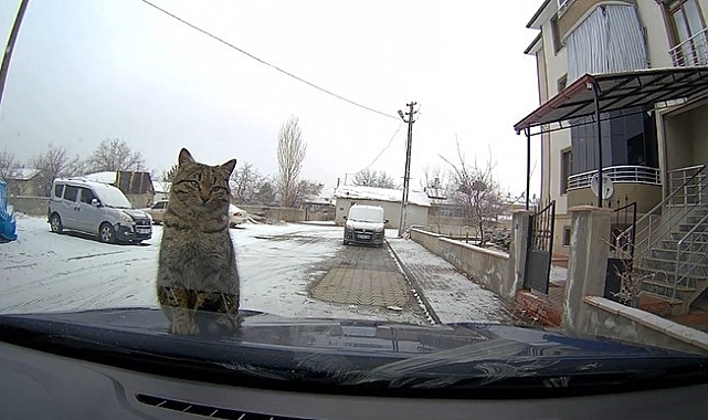 Erzincan&#039;da Soğuktan Üşüyen Kedi Otomobilin Üzerine Çıktı