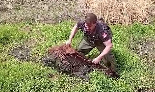 Erzurum İtfaiyesi Bataklığa Saplanan Koyunu Kurtardı