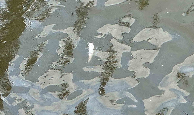 Eskişehir&#039;de Porsuk Çayı&#039;nda Toplu Balık Ölümü Endişe Yarattı