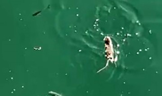 Gelibolu Limanında Şaşırtan Görüntü: Fare Denize Girip Balık Avlamaya Çalıştı