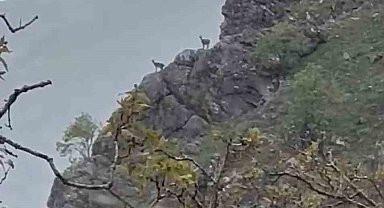Hakkari'de Yağmur Altında Dağ Keçileri Görüntülendi
