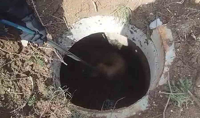 Hatay Reyhanlı&#039;da Fosseptik Çukuruna Düşen Köpek İtfaiye Ekipleri Tarafından Kurtarıldı