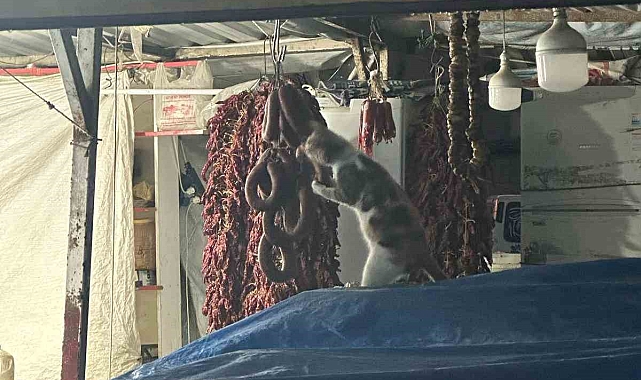 Hatay&#039;da Semt Pazarında Sucuk Yiyen Kedi Kamerada