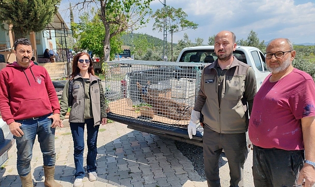 Hatay&#039;da Yaralı Yavru Karaca Zeytin Bahçesinde Bulundu